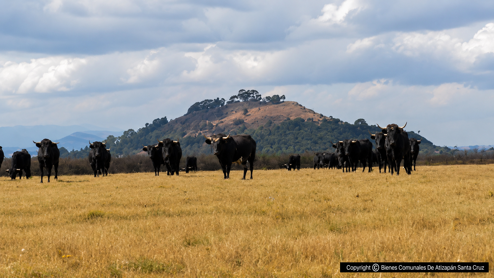 Vista Panorámica De Toros Bravos En La Ex Hacienda De Atenco
